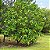 Noni - Morinda citrifolia - 3 Sementes - Imagem 2