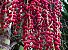 Palmeira Carpentaria - Carpentaria acuminata - 3 Sementes - Imagem 10
