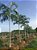 Palmeira Carpentaria - Carpentaria acuminata - 3 Sementes - Imagem 5