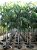 Palmeira Carpentaria - Carpentaria acuminata - 3 Sementes - Imagem 8