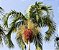 Palmeira Carpentaria - Carpentaria acuminata - 3 Sementes - Imagem 2