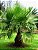 Palmeira Leque - 3 Sementes - Imagem 9