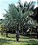 Palmeira Licuri - Syagrus coronata: 2 Sementes - Imagem 6