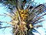Palmeira Licuri - Syagrus coronata: 2 Sementes - Imagem 2