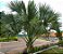 Palmeira Sabal de Cuba - Sabal Jamaicensis: 3 Sementes - Imagem 3