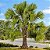 Palmeira Sabal de Cuba - Sabal Jamaicensis: 3 Sementes - Imagem 2