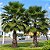 Palmeira Sabal de Cuba - Sabal Jamaicensis: 3 Sementes - Imagem 1