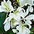 Pata de Vaca Branca - Bauhinia Forficata: 3 Sementes - Imagem 2