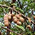 Tamarindo: 3 Sementes - Imagem 1
