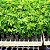 Sansão do Campo (Cerca Viva) – Mimosa Caesalpiniifolia - 100 Sementes - Imagem 2