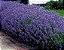 Lavanda (Alfazema) - Lavandula angustifolia - 50 Sementes - Imagem 2