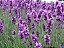 Lavanda (Alfazema) - Lavandula angustifolia - 50 Sementes - Imagem 4