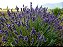 Lavanda (Alfazema) - Lavandula angustifolia - 50 Sementes - Imagem 5