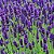 Lavanda (Alfazema) - Lavandula angustifolia - 100 Sementes - Imagem 2