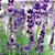 Lavanda (Alfazema) - Lavandula angustifolia - 100 Sementes - Imagem 5