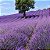 Lavanda (Alfazema) - Lavandula angustifolia - 100 Sementes - Imagem 1