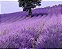 Lavanda (Alfazema) - Lavandula angustifolia - 100 Sementes - Imagem 1