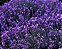 Lavanda (Alfazema) - Lavandula angustifolia - 100 Sementes - Imagem 6
