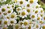Camomila - Matricaria recutita: 500 Sementes - Imagem 6