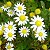 Camomila - Matricaria recutita: 500 Sementes - Imagem 7
