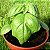 Manjericão Italiano - Ocimum basilicum - 100 Sementes - Imagem 6