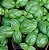 Manjericão Italiano - Ocimum basilicum - 500 Sementes - Imagem 1