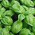 Manjericão Italiano - Ocimum basilicum - 500 Sementes - Imagem 2