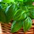 Manjericão Italiano - Ocimum basilicum - 500 Sementes - Imagem 5