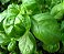 Manjericão Italiano - Ocimum basilicum - 500 Sementes - Imagem 6