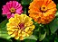 Zinnia Sortida Gigante da Califórnia: 50 Sementes - Imagem 3