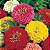 Zinnia Sortida Gigante da Califórnia: 50 Sementes - Imagem 5