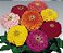 Zinnia Sortida Gigante da Califórnia: 50 Sementes - Imagem 9