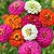Zinnia Sortida Gigante da Califórnia: 100 Sementes (Zinia) - Imagem 2