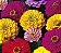 Zinnia Sortida Gigante da Califórnia: 100 Sementes - Imagem 5
