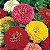 Zinnia Sortida Gigante da Califórnia: 100 Sementes - Imagem 7