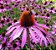 Echinacea pallida (Coneflower) - 10 Sementes - Imagem 1