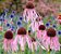 Echinacea pallida (Coneflower) - 10 Sementes - Imagem 2