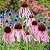 Echinacea pallida (Coneflower) - 10 Sementes - Imagem 2