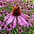 Echinacea pallida (Coneflower) - 10 Sementes - Imagem 1