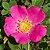 Rosa Selvagem - Rosa woodsii - 5 Sementes - Imagem 1