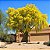 Palo Verde - Parkinsonia florida - 5 Sementes - Imagem 2