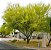 Palo Verde - Parkinsonia florida - 5 Sementes - Imagem 1