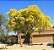 Palo Verde - Parkinsonia florida - 5 Sementes - Imagem 2