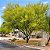Palo Verde - Parkinsonia florida - 5 Sementes - Imagem 1