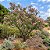 Salgueiro do Deserto - Chilopsis linearis - 5 Sementes - Imagem 2