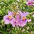 Salgueiro do Deserto - Chilopsis linearis - 5 Sementes - Imagem 1