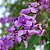 Faveiro Azul (Pterodom Polygaleflorus): 3 Sementes - Imagem 1