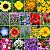 Mix de Flores Sortidas: 1500+ Sementes - Imagem 1