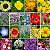 Mix de Flores Sortidas: 3000+ Sementes - Imagem 4