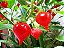 Pimenta Biquinho - Capsicum chinense - 200 Sementes - Imagem 7
